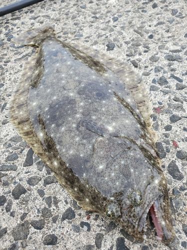 ヒラメの釣果