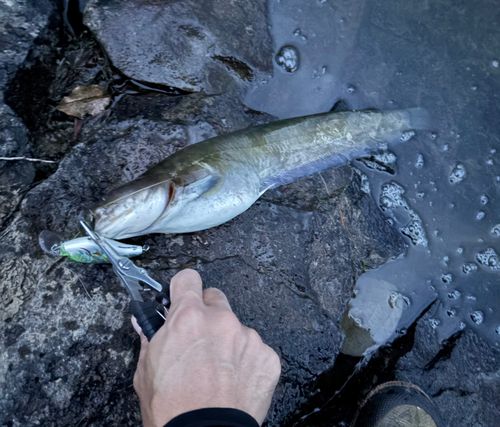 ナマズの釣果