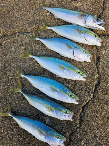 ワカシの釣果