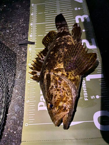 ベッコウゾイの釣果