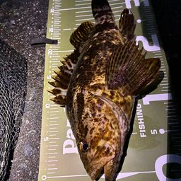 ベッコウゾイ