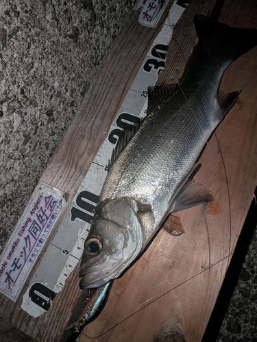セイゴ（ヒラスズキ）の釣果