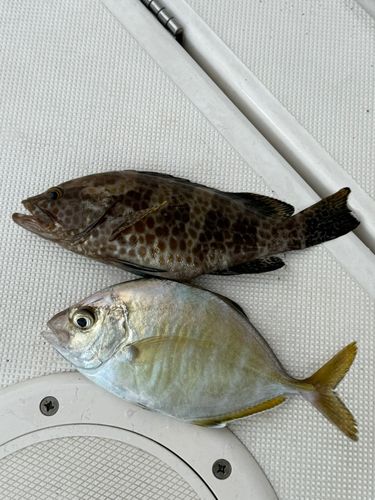 カイワリの釣果
