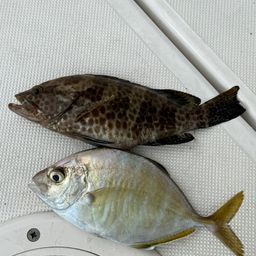 カイワリ