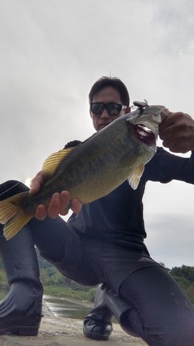 ラージマウスバスの釣果