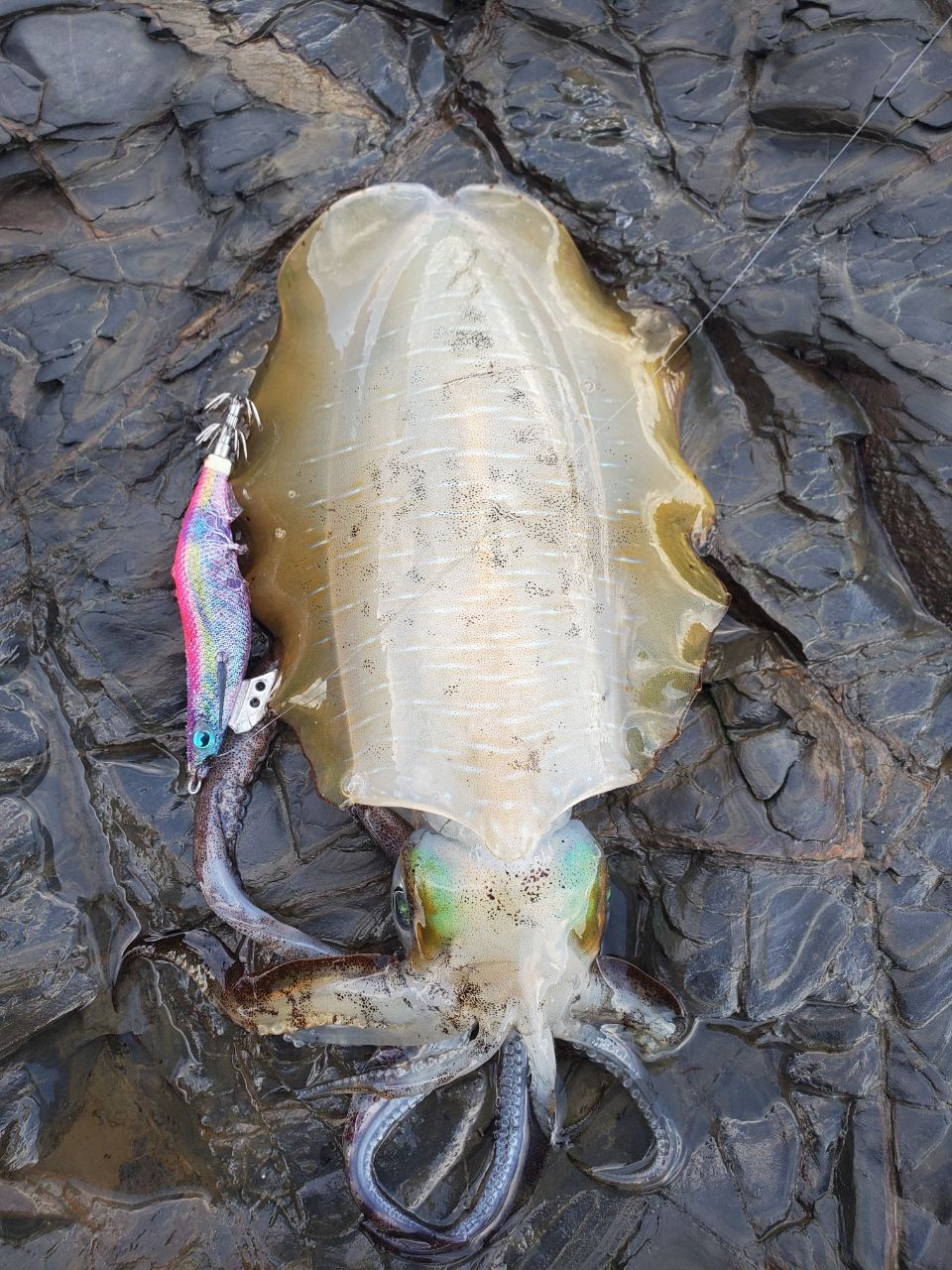 【本日限定価格】 EG X アルティメイト S77ML+-solid ラグゼ LUXXE (再入荷予約・送料無料)がまかつ/ラグゼ EG X