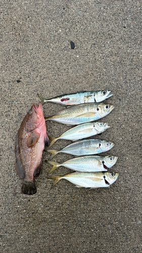 小名浜港市場前