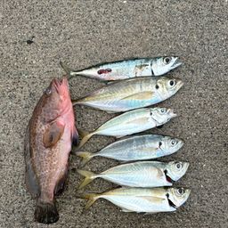 アジ