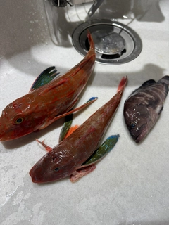 マハタの釣果