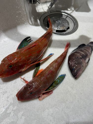マハタの釣果