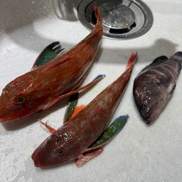 マハタ
