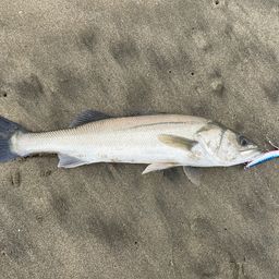 フッコ（マルスズキ）