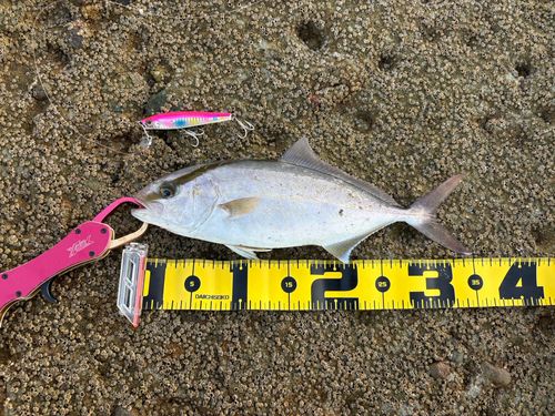ネリゴの釣果