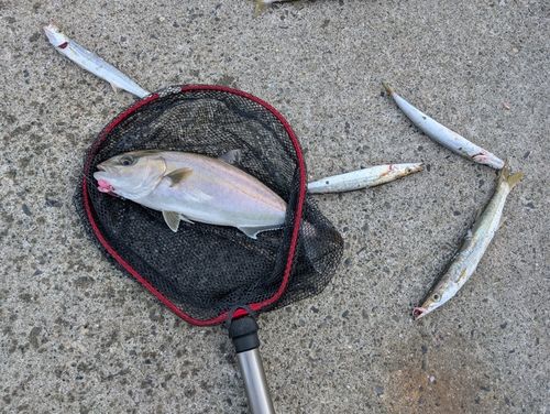 ネリゴの釣果