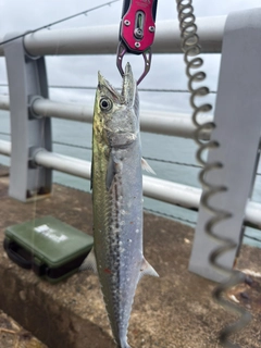 サゴシの釣果