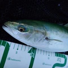 ツバイソの釣果