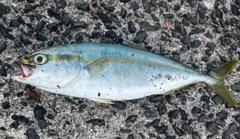 ヤズの釣果