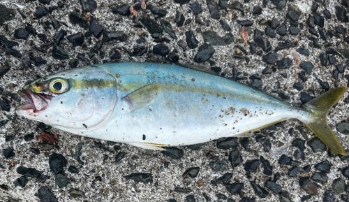 ヤズの釣果