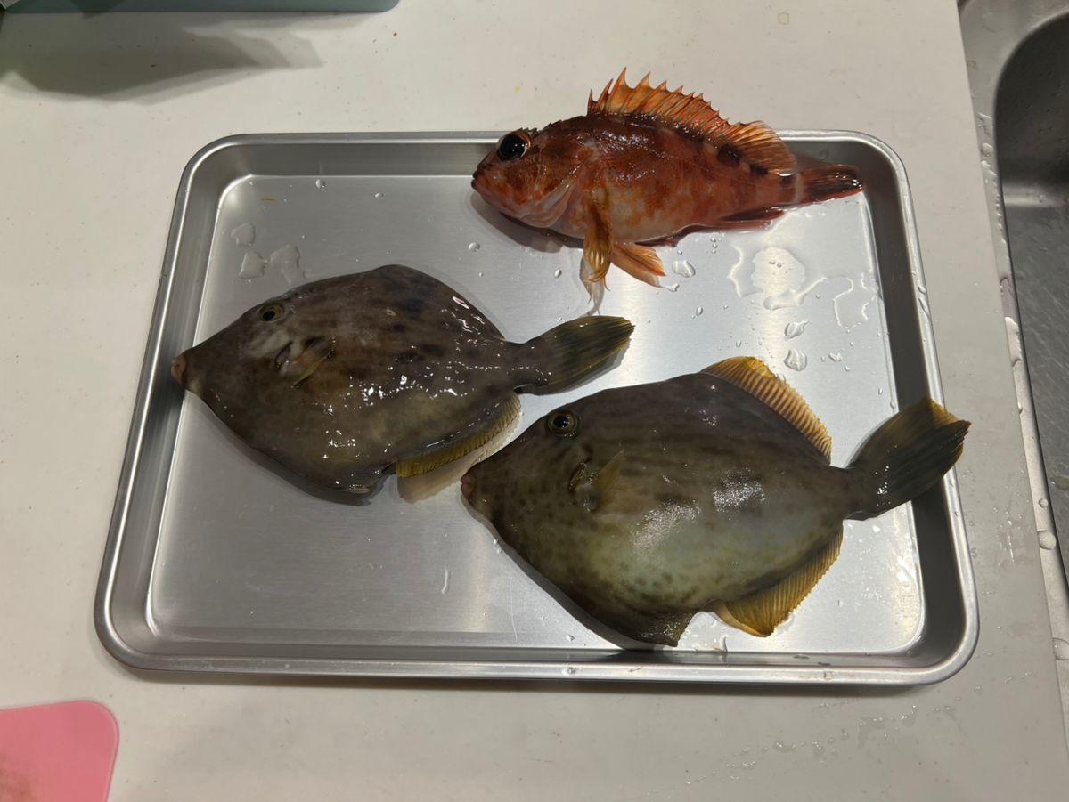 YNさんの釣果 1枚目の画像