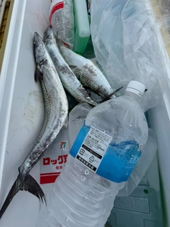 サゴシの釣果
