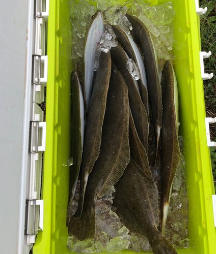 ヒラメの釣果