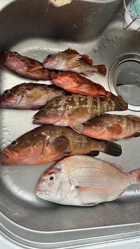 キジハタの釣果