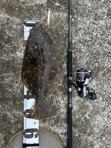 ヒラメの釣果