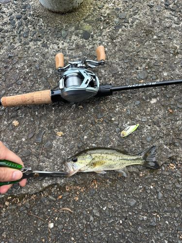 釣果