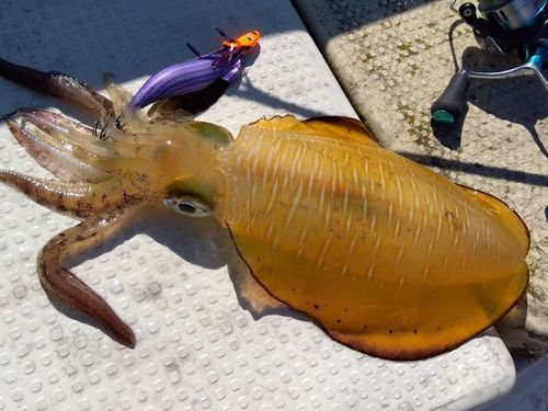 アオリイカの釣果