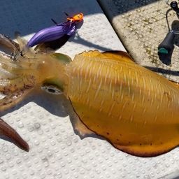 アオリイカ