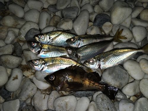 アジの釣果