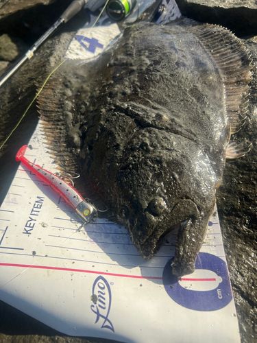 ヒラメの釣果
