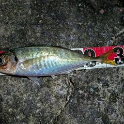 アジ