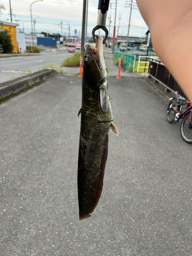 ニホンナマズの釣果