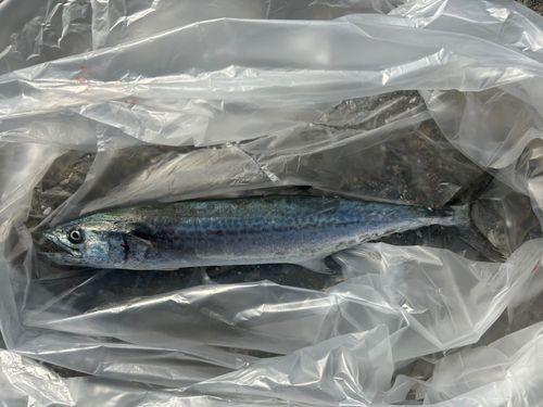 サゴシの釣果