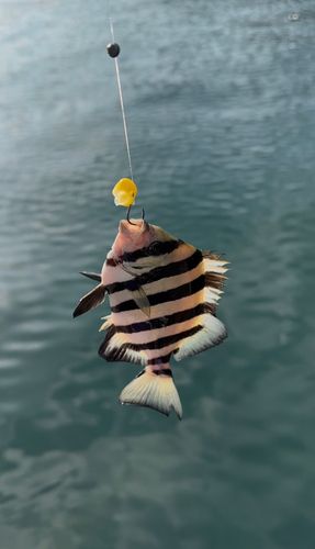 ひるが海上釣堀