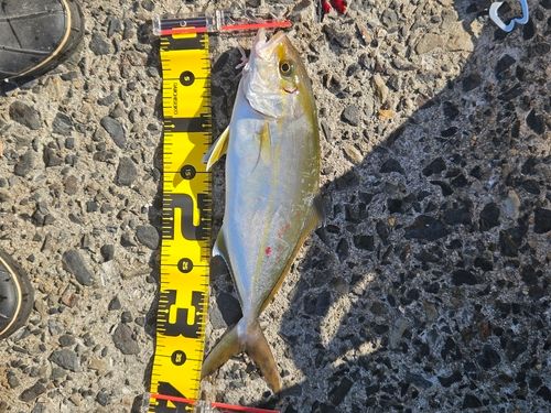 ネリゴの釣果