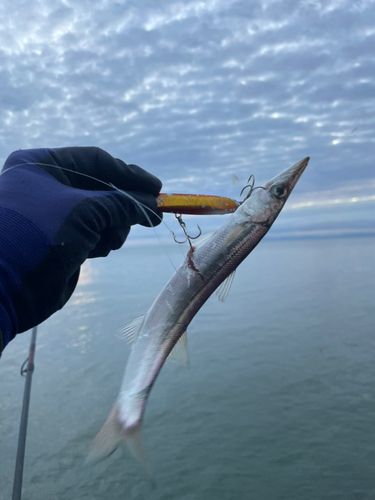 カマスの釣果