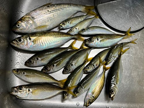 アジの釣果