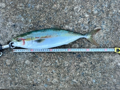 ハマチの釣果