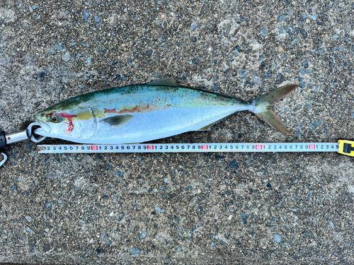ハマチの釣果