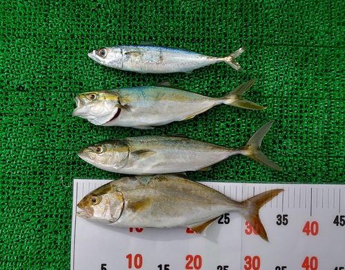 シオの釣果