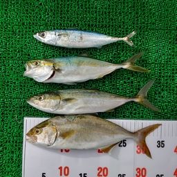 シオ