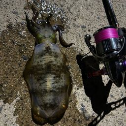 アオリイカ