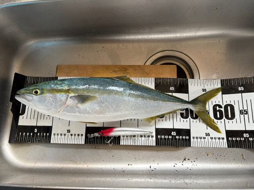 ワラサの釣果
