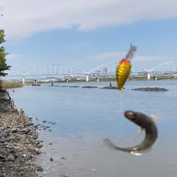 マハゼ