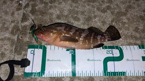 アコウの釣果
