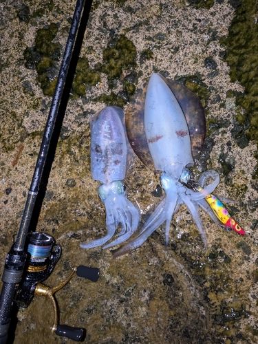 アオリイカの釣果