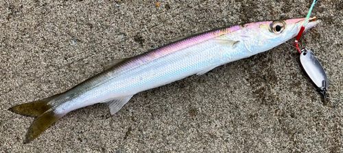 カマスの釣果