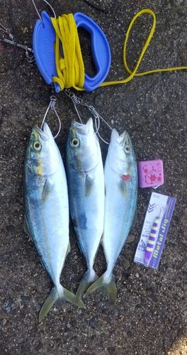 有磯海
